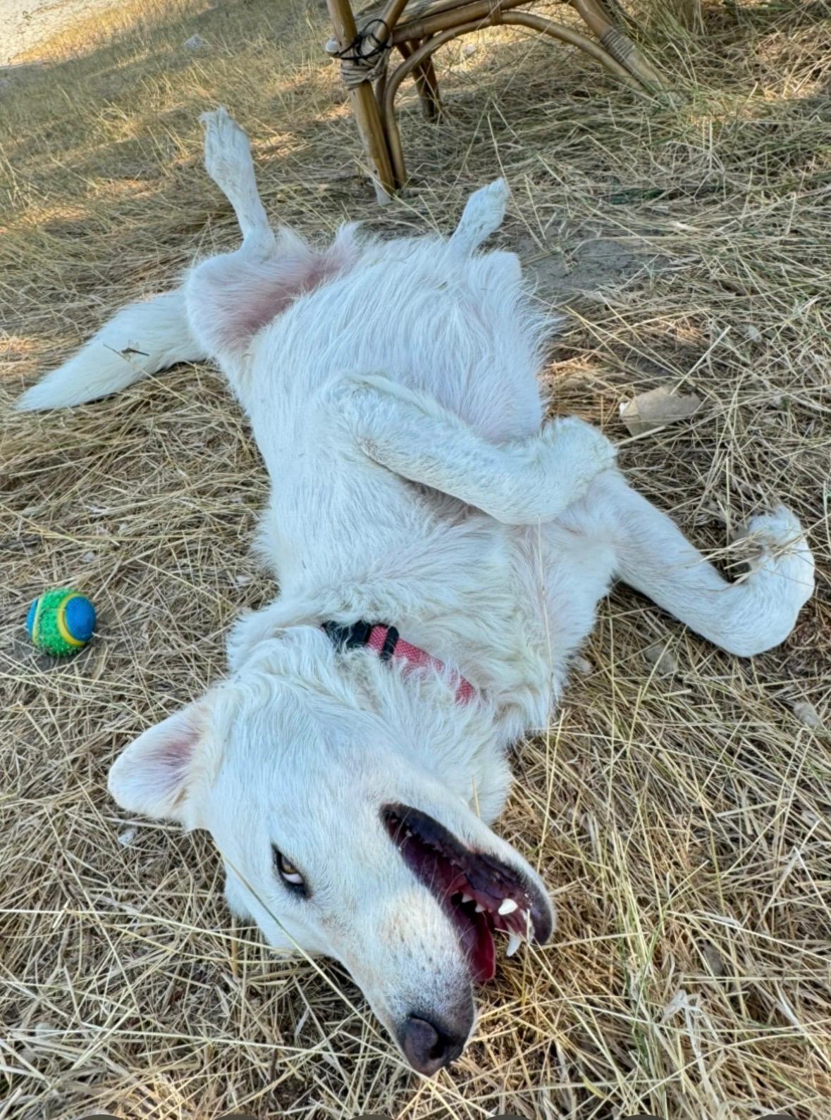 Adopting a Greek dog completely changes your life… My life
